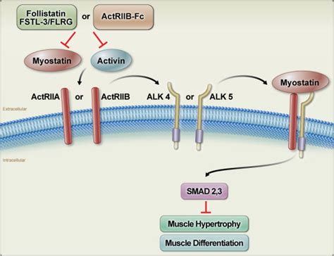 mstn flirt|Myostatin and its Regulation: A Comprehensive Review of。